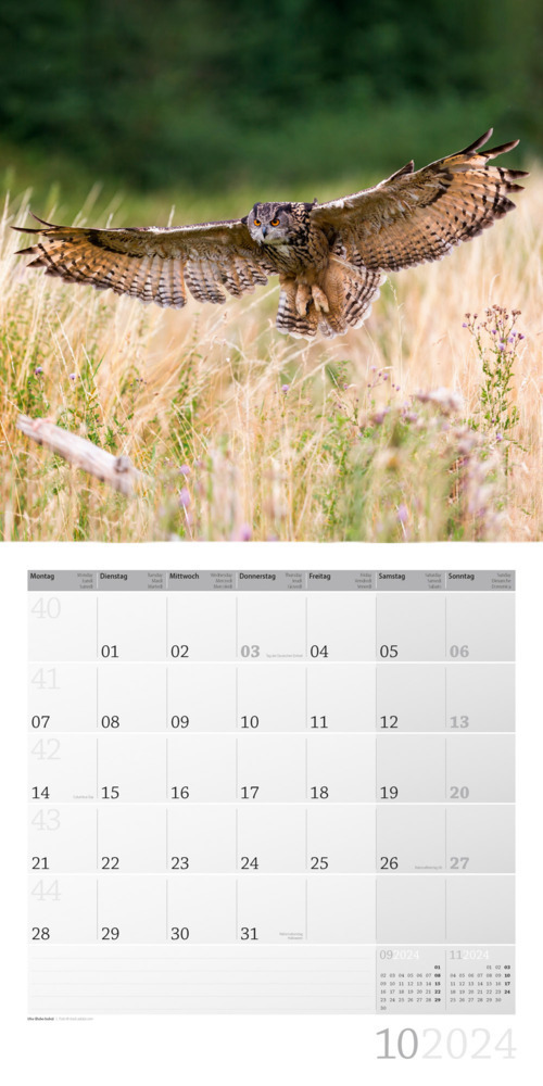 Bild: 9783838444260 | Heimische Wildtiere Kalender 2024 - 30x30 | Ackermann Kunstverlag