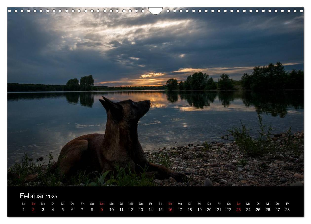 Bild: 9783435638697 | Belgische Schäferhunde - Der Malinois im Licht (Wandkalender 2025...