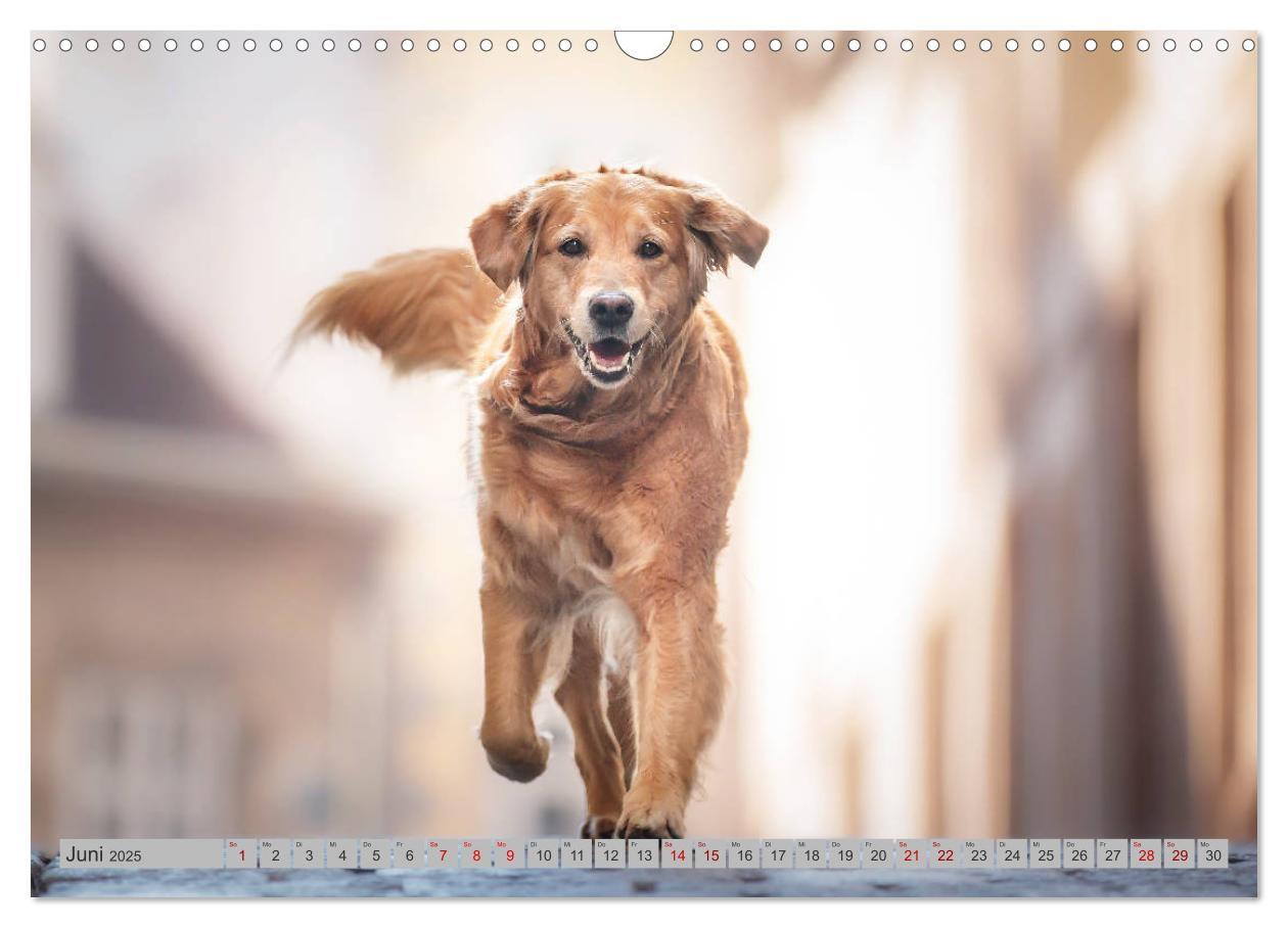 Bild: 9783435178087 | Golden Retriever Hailey Fotokalender (Wandkalender 2025 DIN A3...