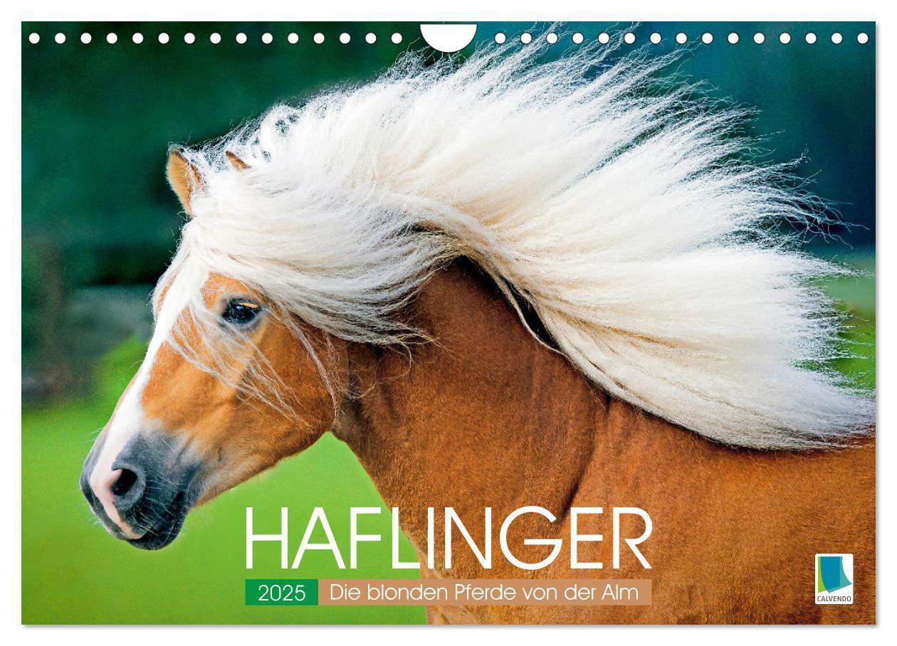 Cover: 9783457184974 | Haflinger: Die blonden Pferde von der Alm (Wandkalender 2025 DIN A4...