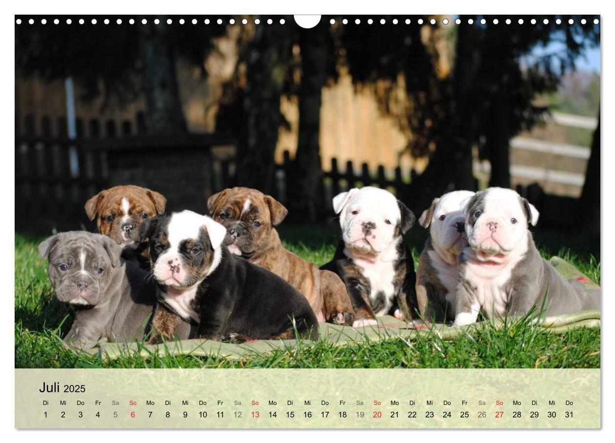 Bild: 9783435729296 | Bulldoggen-Kindergarten (Wandkalender 2025 DIN A3 quer), CALVENDO...