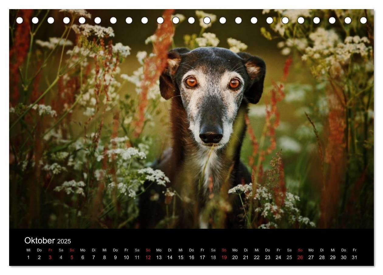 Bild: 9783435773718 | Der Windhundekalender (Tischkalender 2025 DIN A5 quer), CALVENDO...