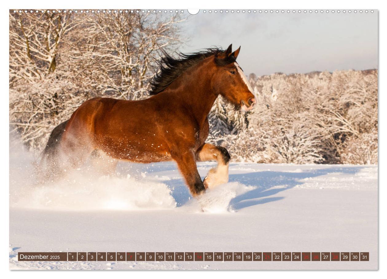 Bild: 9783435265817 | Kaltblüter - Schwere Pferde mit Charme (hochwertiger Premium...