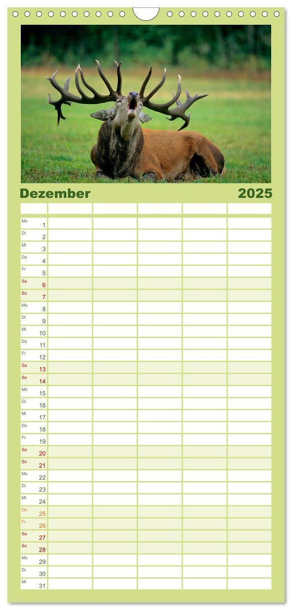 Bild: 9783457117606 | Familienplaner 2025 - Tiere des Waldes mit 5 Spalten (Wandkalender,...