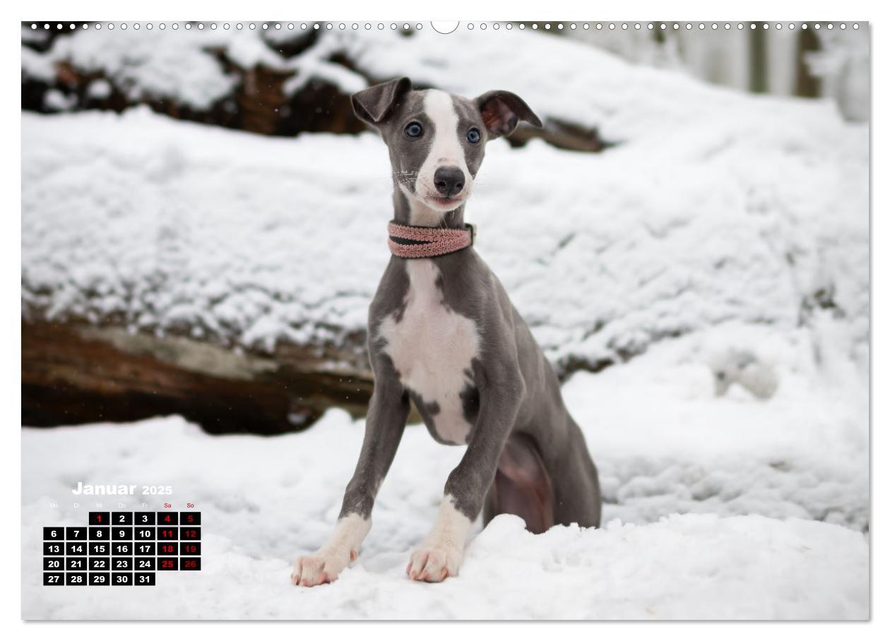 Bild: 9783383973673 | WHIPPETS - SCHNELL UND SCHÖN (Wandkalender 2025 DIN A2 quer),...