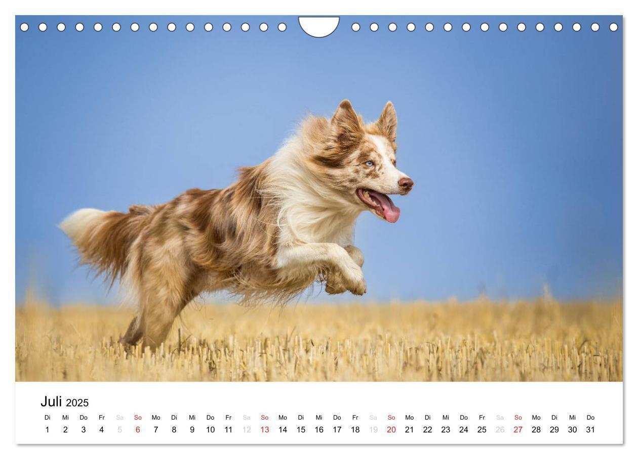 Bild: 9783435578153 | Border Collies 2025 (Wandkalender 2025 DIN A4 quer), CALVENDO...