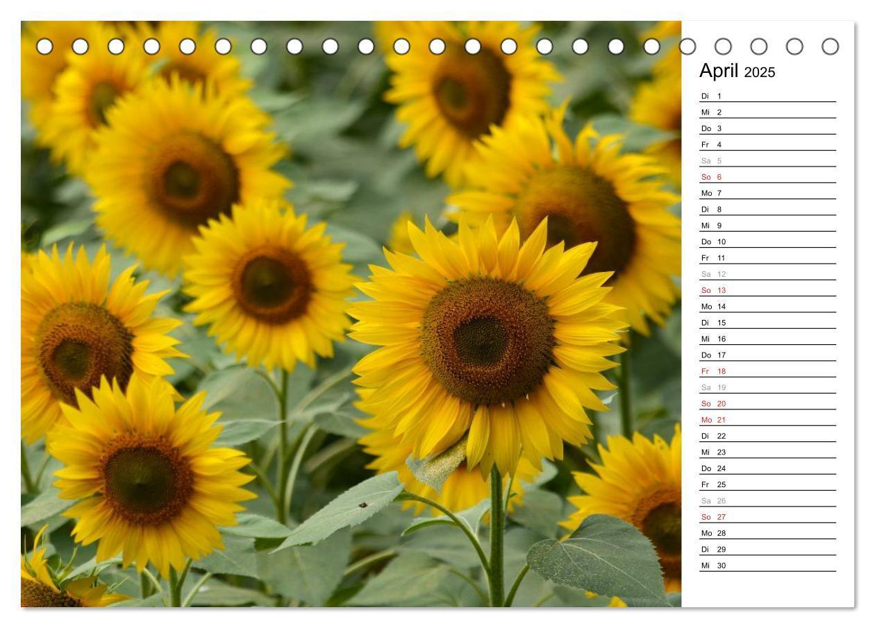 Bild: 9783435475797 | Ein Jahr lang Sonnenblumen (Tischkalender 2025 DIN A5 quer),...