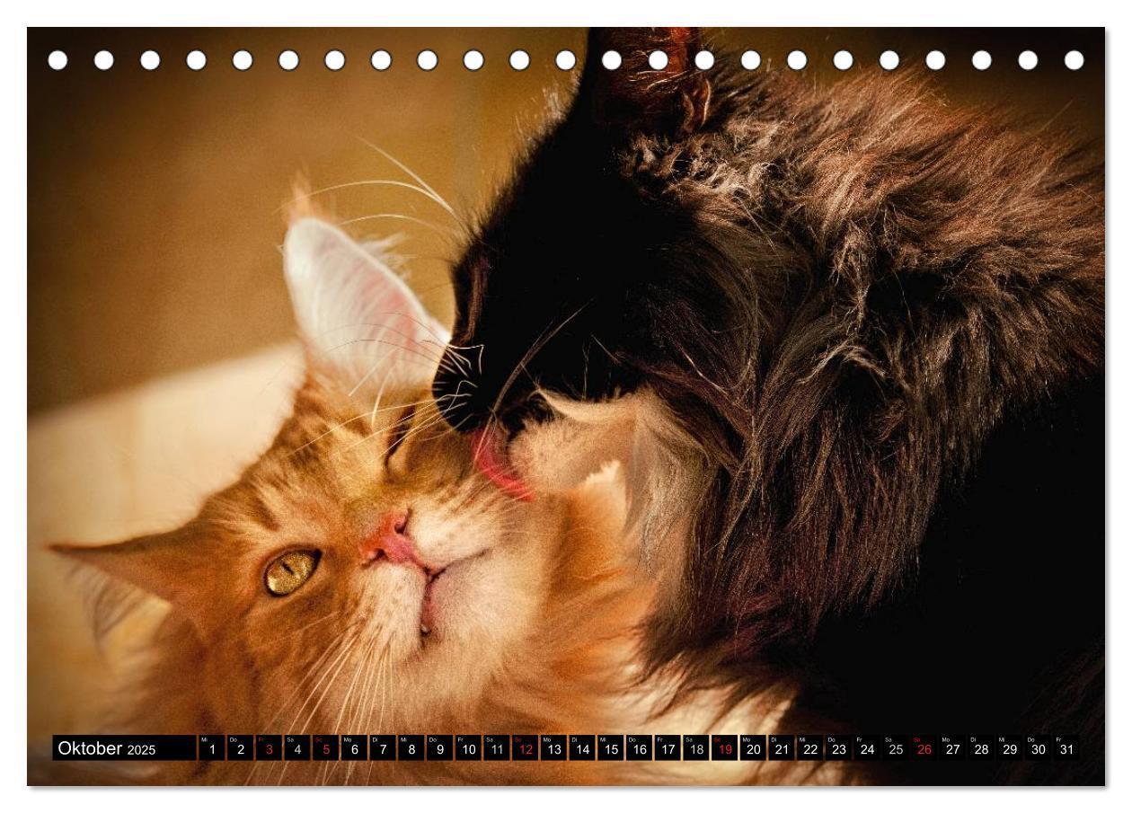 Bild: 9783435632053 | KATZEN Beautys (Tischkalender 2025 DIN A5 quer), CALVENDO...