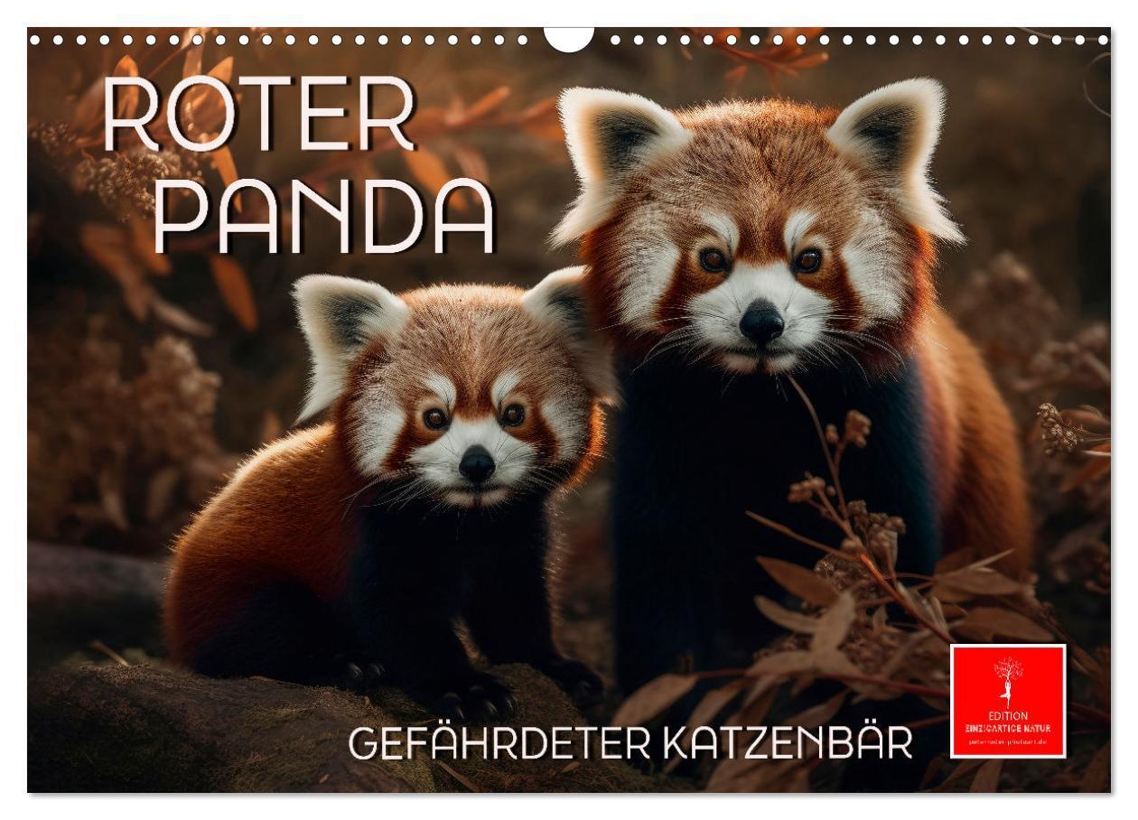 Cover: 9783383905131 | Roter Panda - gefährdeter Katzenbär (Wandkalender 2025 DIN A3...