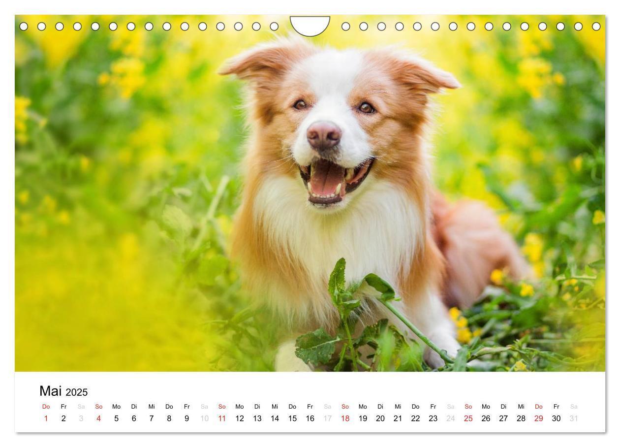 Bild: 9783435578153 | Border Collies 2025 (Wandkalender 2025 DIN A4 quer), CALVENDO...