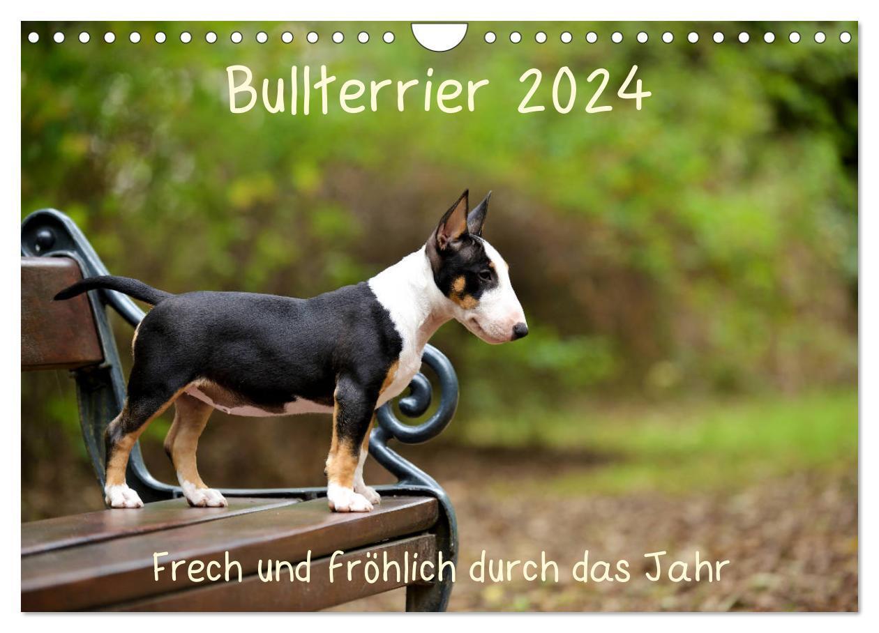 Cover: 9783675686755 | Bullterrier 2024 Frech und fröhlich durch das Jahr (Wandkalender...