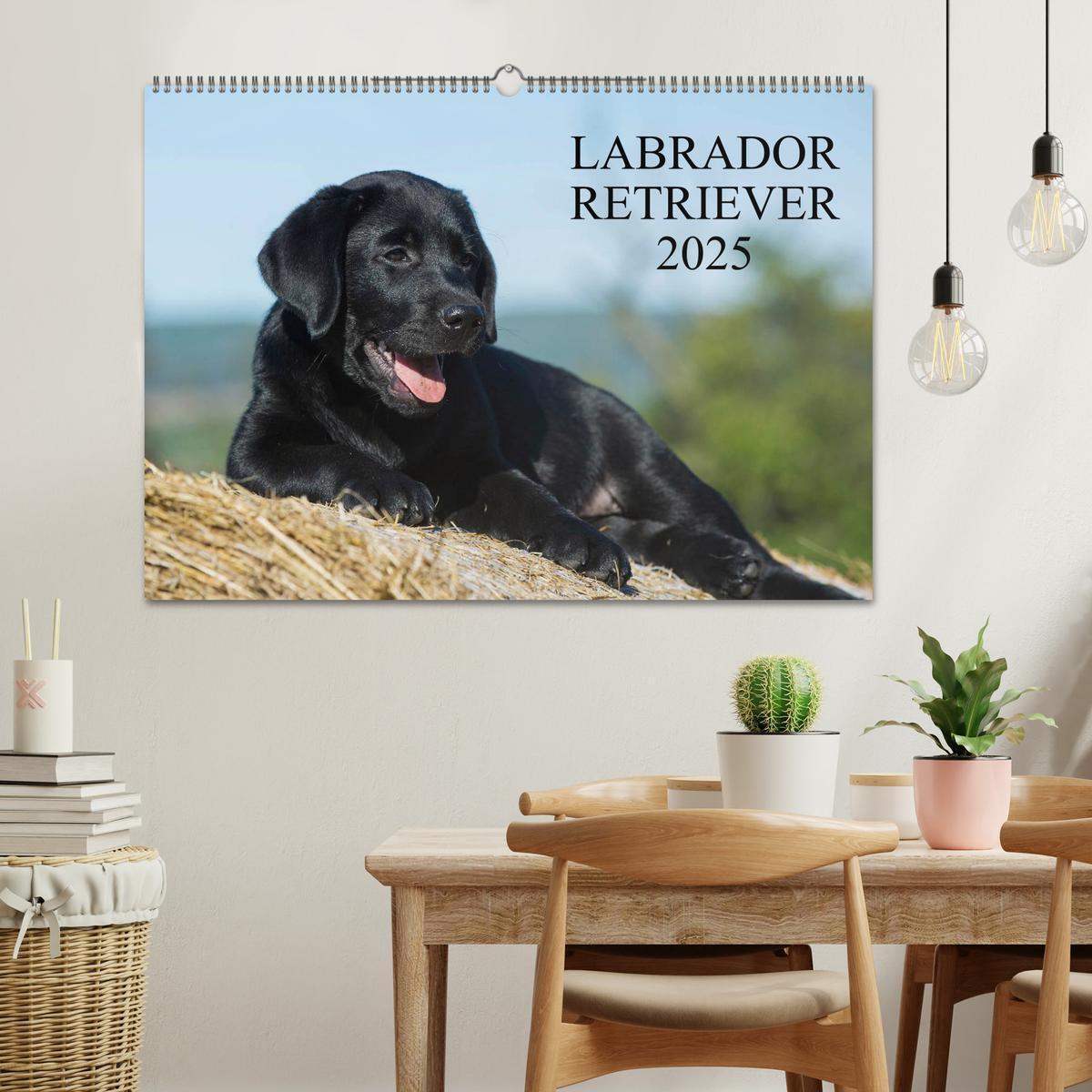 Bild: 9783435760909 | Labrador Retriever 2025 (Wandkalender 2025 DIN A2 quer), CALVENDO...