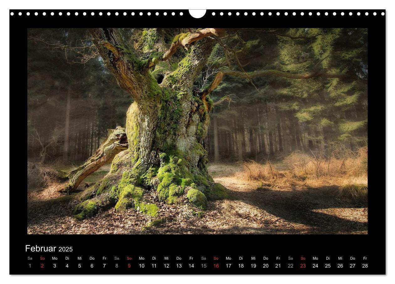 Bild: 9783435626441 | Märchenhafter Reinhardswald und Urwald Sababurg (Wandkalender 2025...