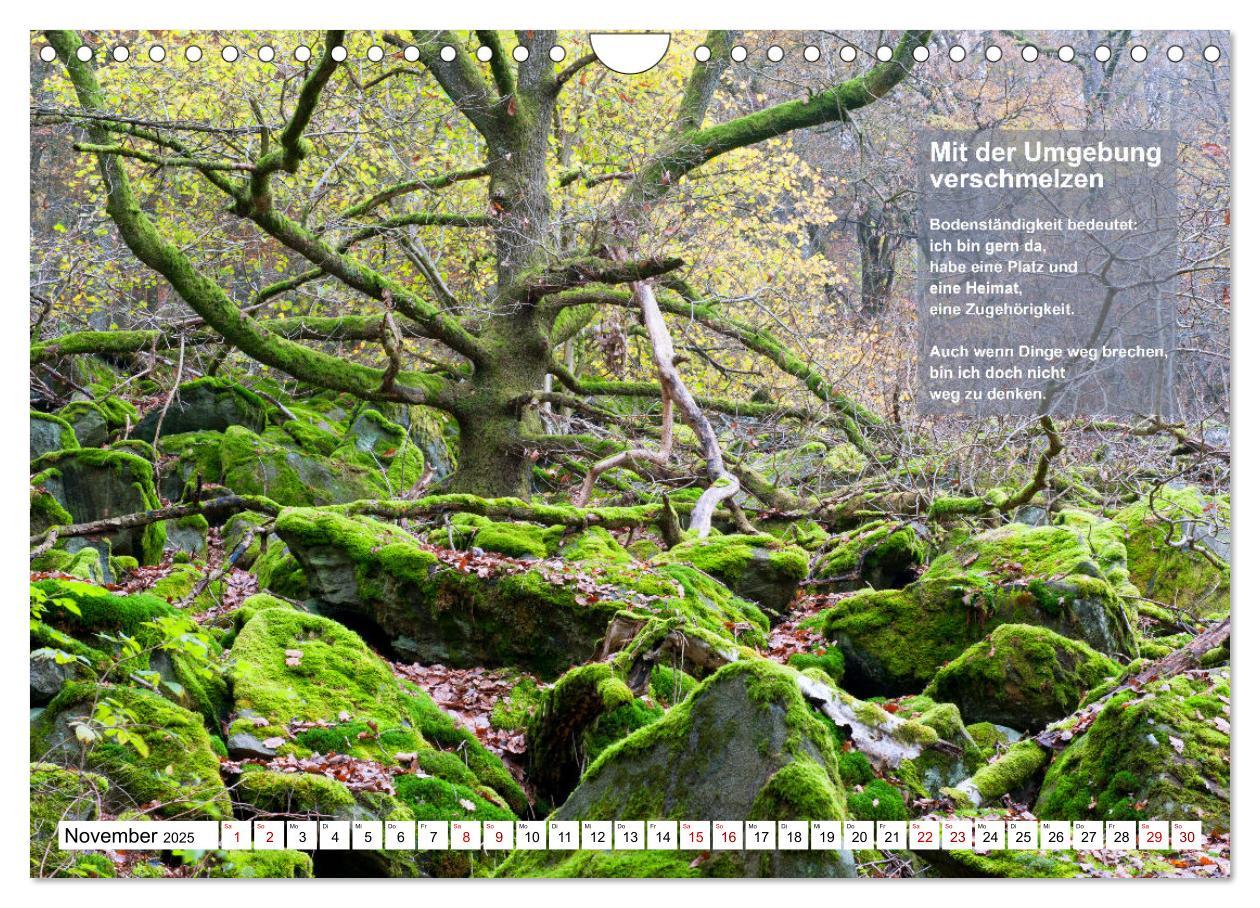 Bild: 9783383855825 | Stehen wie ein Baum (Wandkalender 2025 DIN A4 quer), CALVENDO...