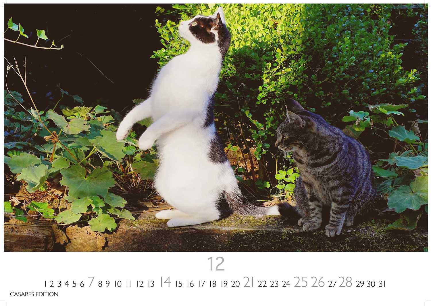 Bild: 9781835243220 | Funny Cats 2025 L 35x50cm | Kalender | 14 S. | Deutsch | 2025