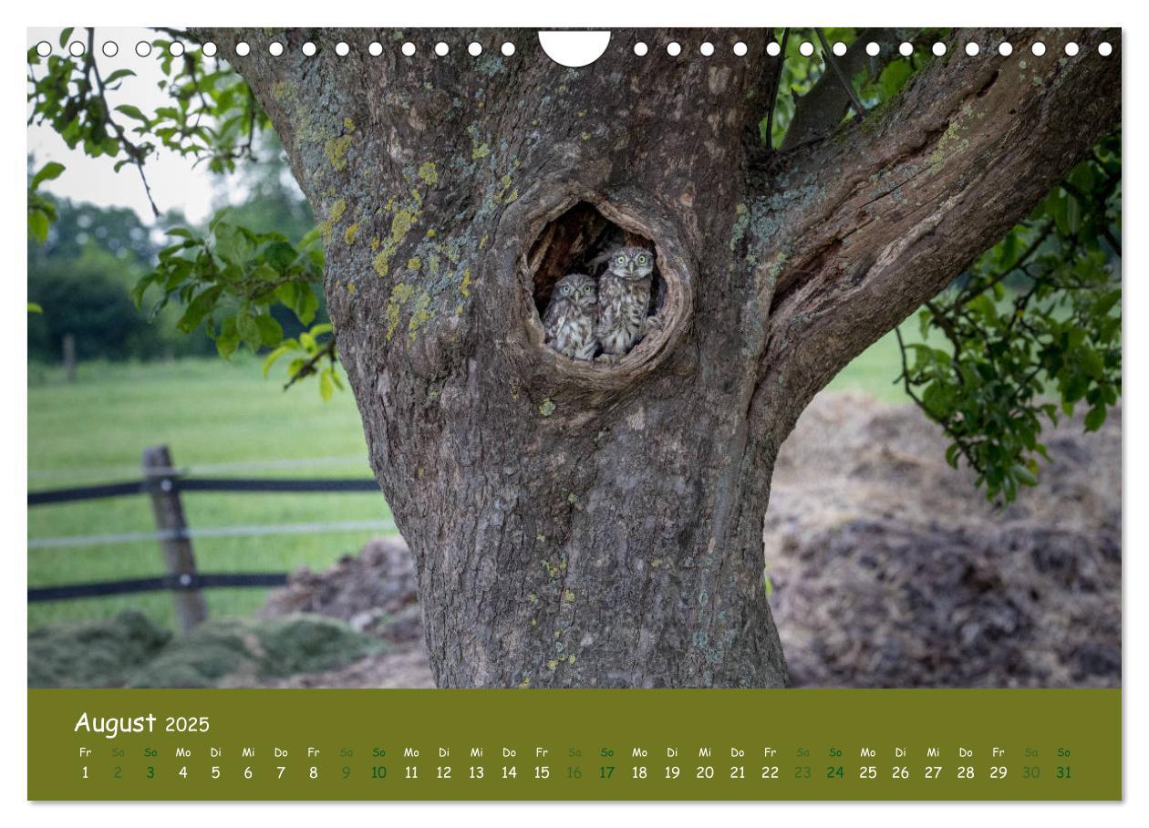 Bild: 9783435300532 | Steinkäuze (Athene noctua) (Wandkalender 2025 DIN A4 quer),...