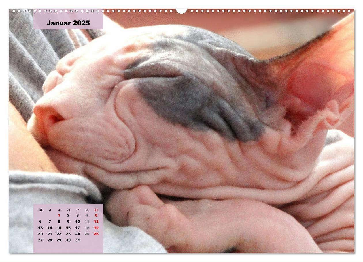 Bild: 9783435049790 | Sphinx. Grazile und anmutige Nacktkatzen (Wandkalender 2025 DIN A2...