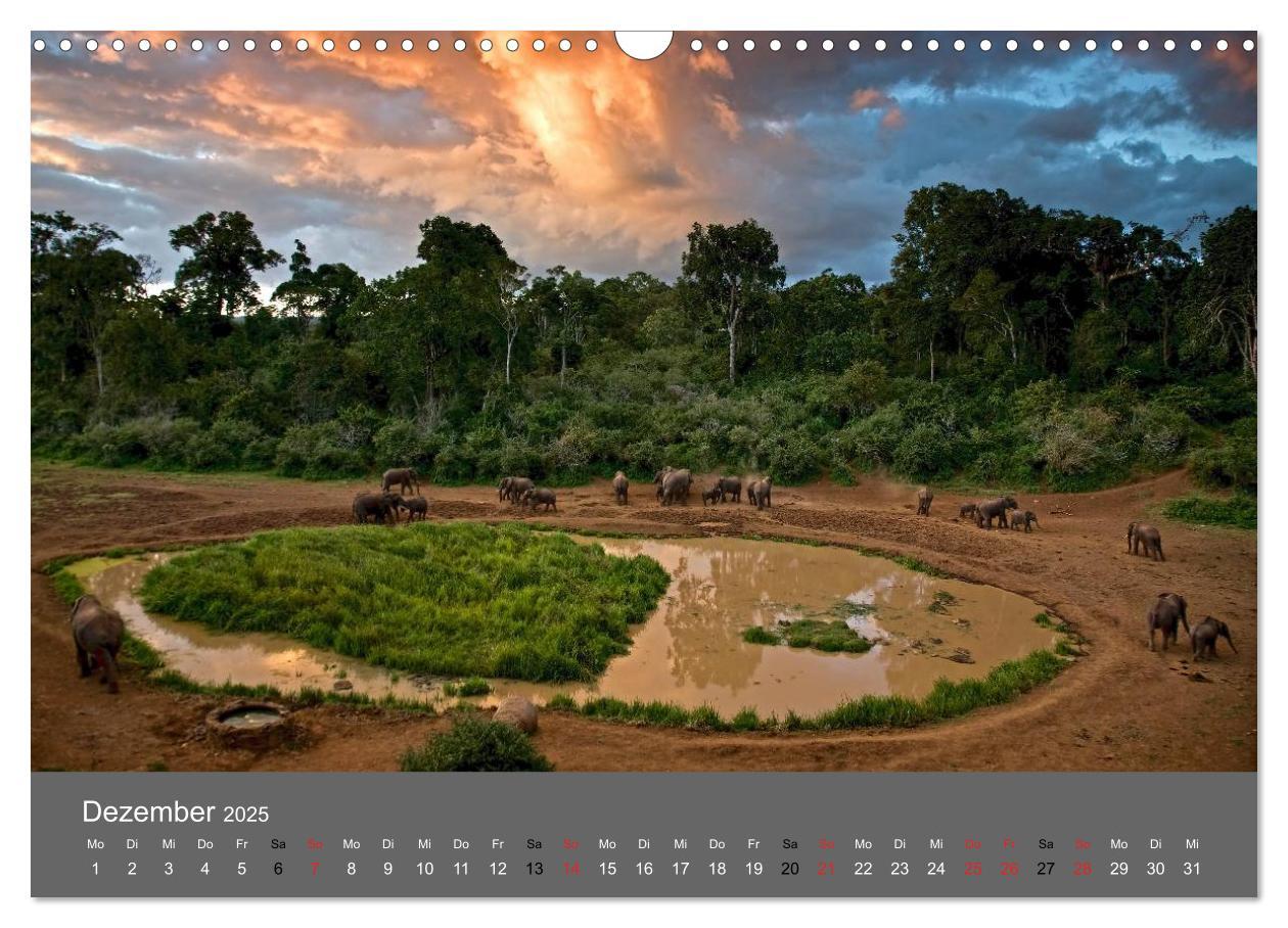 Bild: 9783435833900 | Ich träumte von Afrika (Wandkalender 2025 DIN A3 quer), CALVENDO...