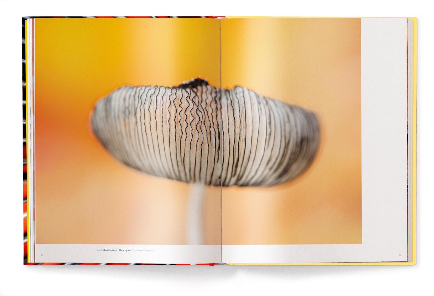 Bild: 9783961715107 | Wonderland | Die geheimnisvolle Welt der Pilze | Jan Vermeer | Buch