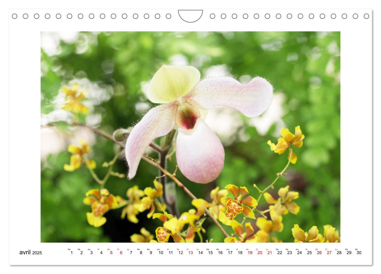 Bild: 9781325837649 | Mon rêve d'orchidées (Calendrier mural 2025 DIN A4 vertical),...