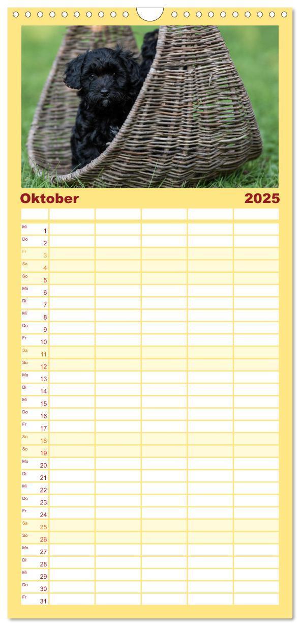 Bild: 9783457102107 | Familienplaner 2025 - Maltipoo Welpen mit 5 Spalten (Wandkalender,...