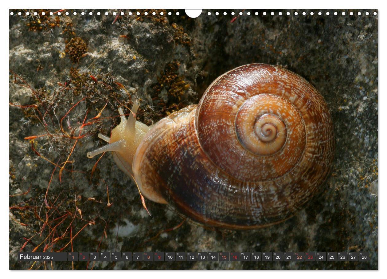 Bild: 9783435076086 | DIE SCHNECKEN EUROPAS (Wandkalender 2025 DIN A3 quer), CALVENDO...