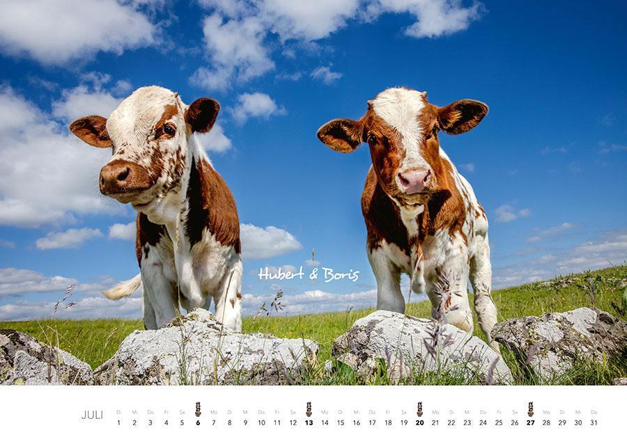 Bild: 9783966648226 | Kühe Kalender 2025 | Der Tierkalender mit den charmanten Namen | 14 S.