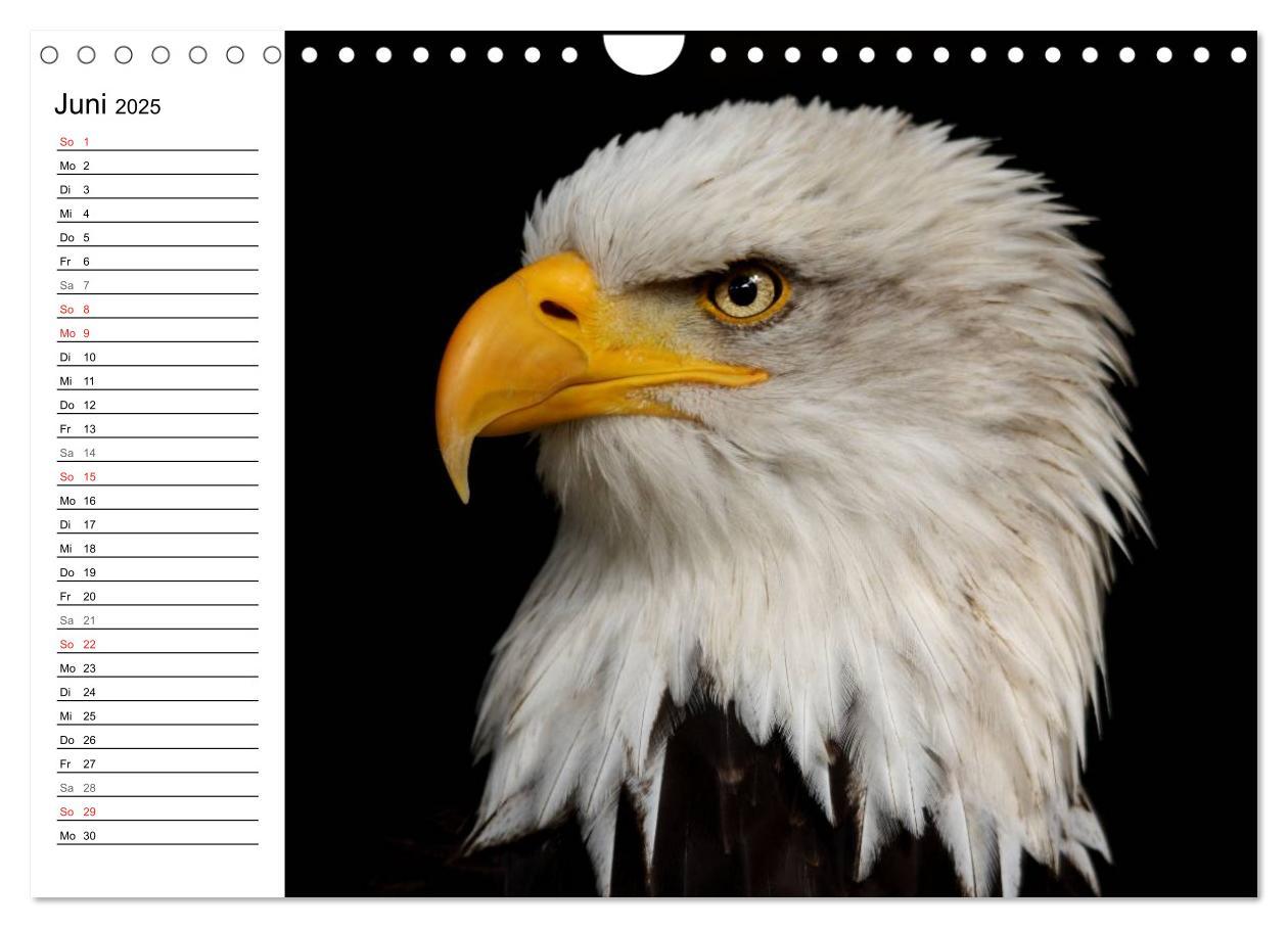 Bild: 9783435533145 | Der Weißkopfseeadler (Wandkalender 2025 DIN A4 quer), CALVENDO...