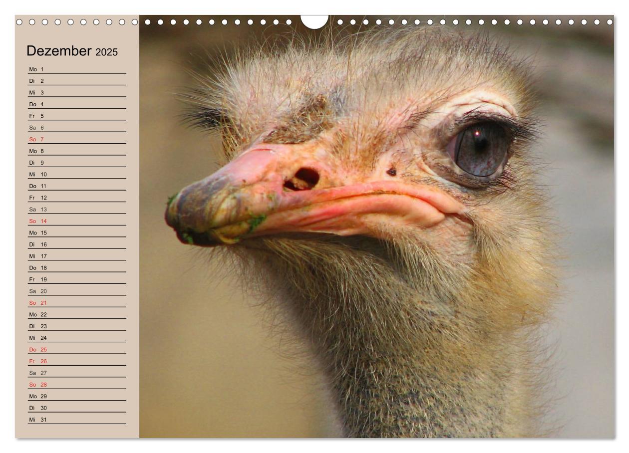 Bild: 9783435523306 | Vogel Strauß. Imposanter Riese und Läufer (Wandkalender 2025 DIN A3...