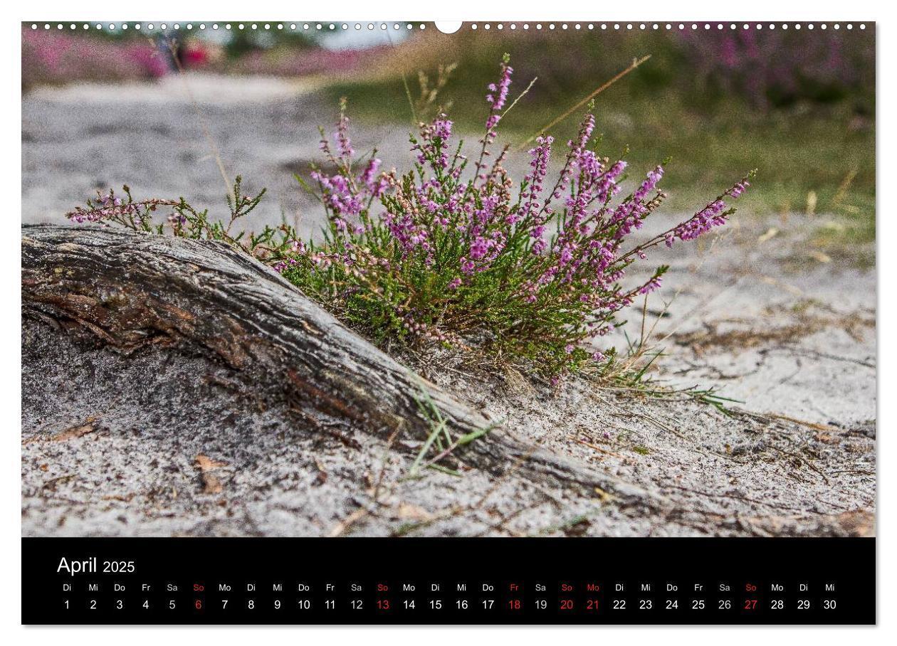 Bild: 9783435775040 | Lüneburger Heide (Wandkalender 2025 DIN A2 quer), CALVENDO...