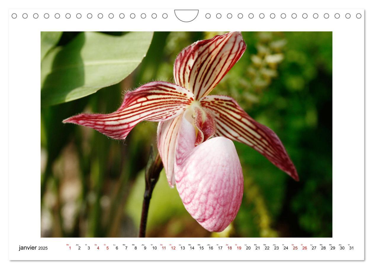 Bild: 9781325837649 | Mon rêve d'orchidées (Calendrier mural 2025 DIN A4 vertical),...