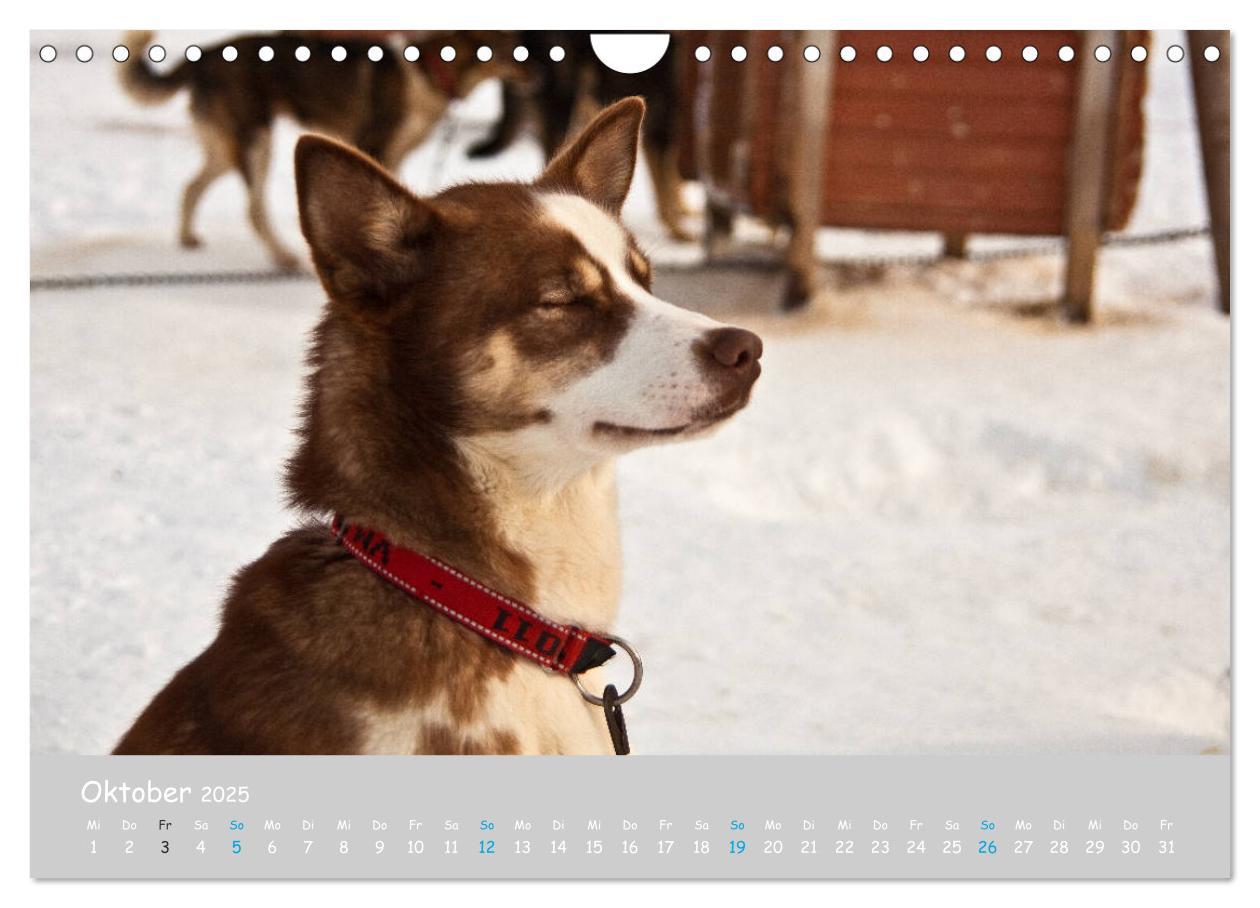 Bild: 9783435448890 | Alaskan Huskies (Wandkalender 2025 DIN A4 quer), CALVENDO...