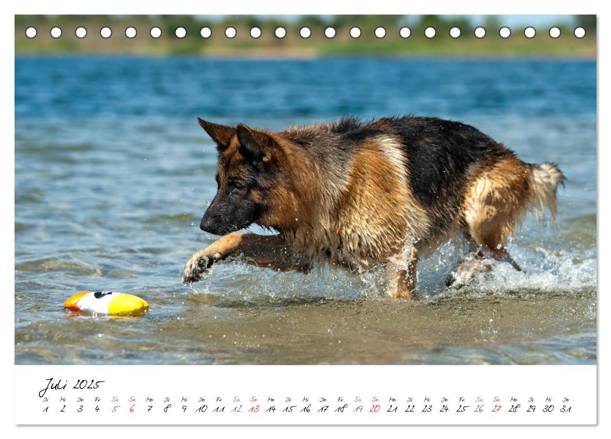 Bild: 9783435686360 | Deutsche Schäferhunde - Traumhunde (Tischkalender 2025 DIN A5...