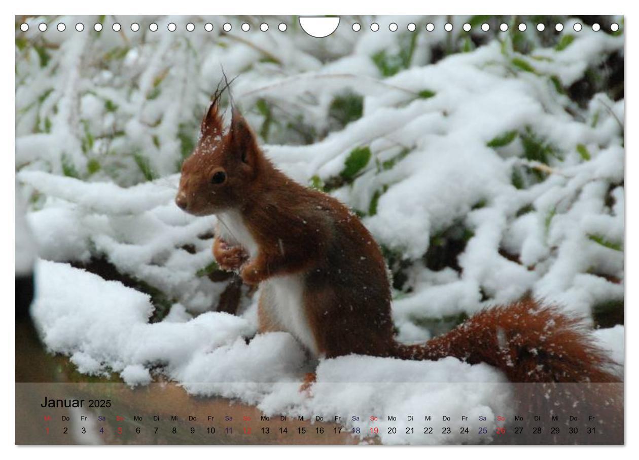 Bild: 9783435587469 | Spaß mit Eichhörnchen! (Wandkalender 2025 DIN A4 quer), CALVENDO...