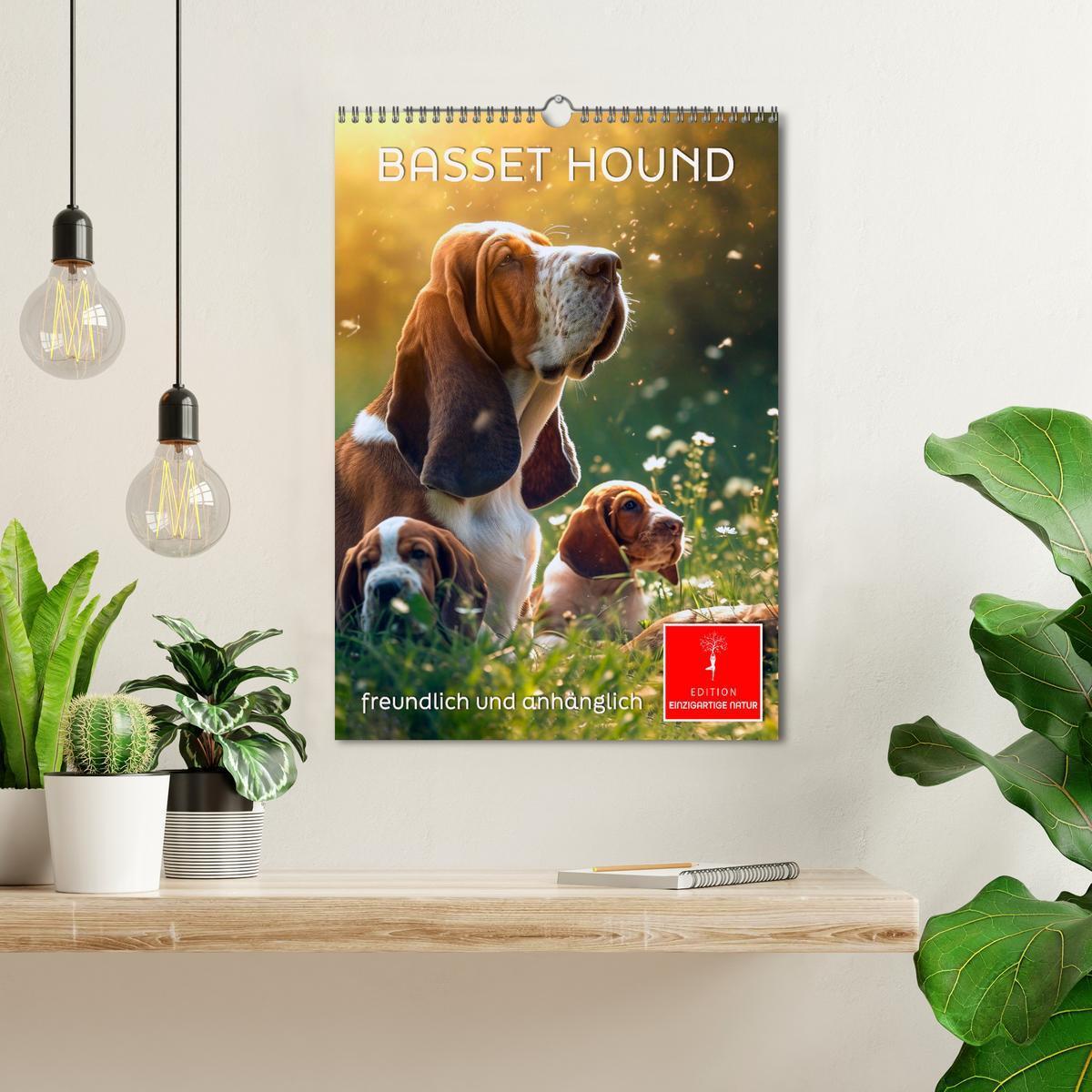 Bild: 9783383779886 | Basset Hound - freundlich und anhänglich (Wandkalender 2025 DIN A3...