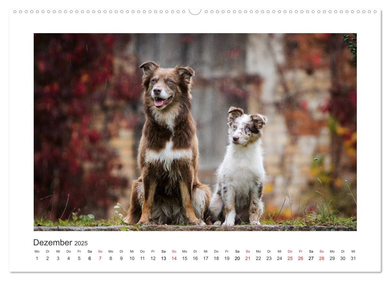 Bild: 9783435180615 | Herzensaussies - Australian Shepherd (Wandkalender 2025 DIN A2...