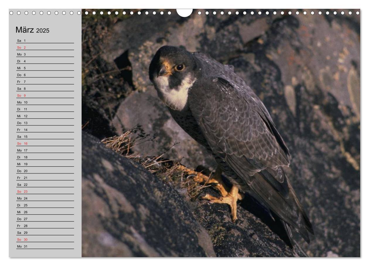 Bild: 9783435549085 | Falken und Greifvögel - Edle Jäger (Wandkalender 2025 DIN A3 quer),...