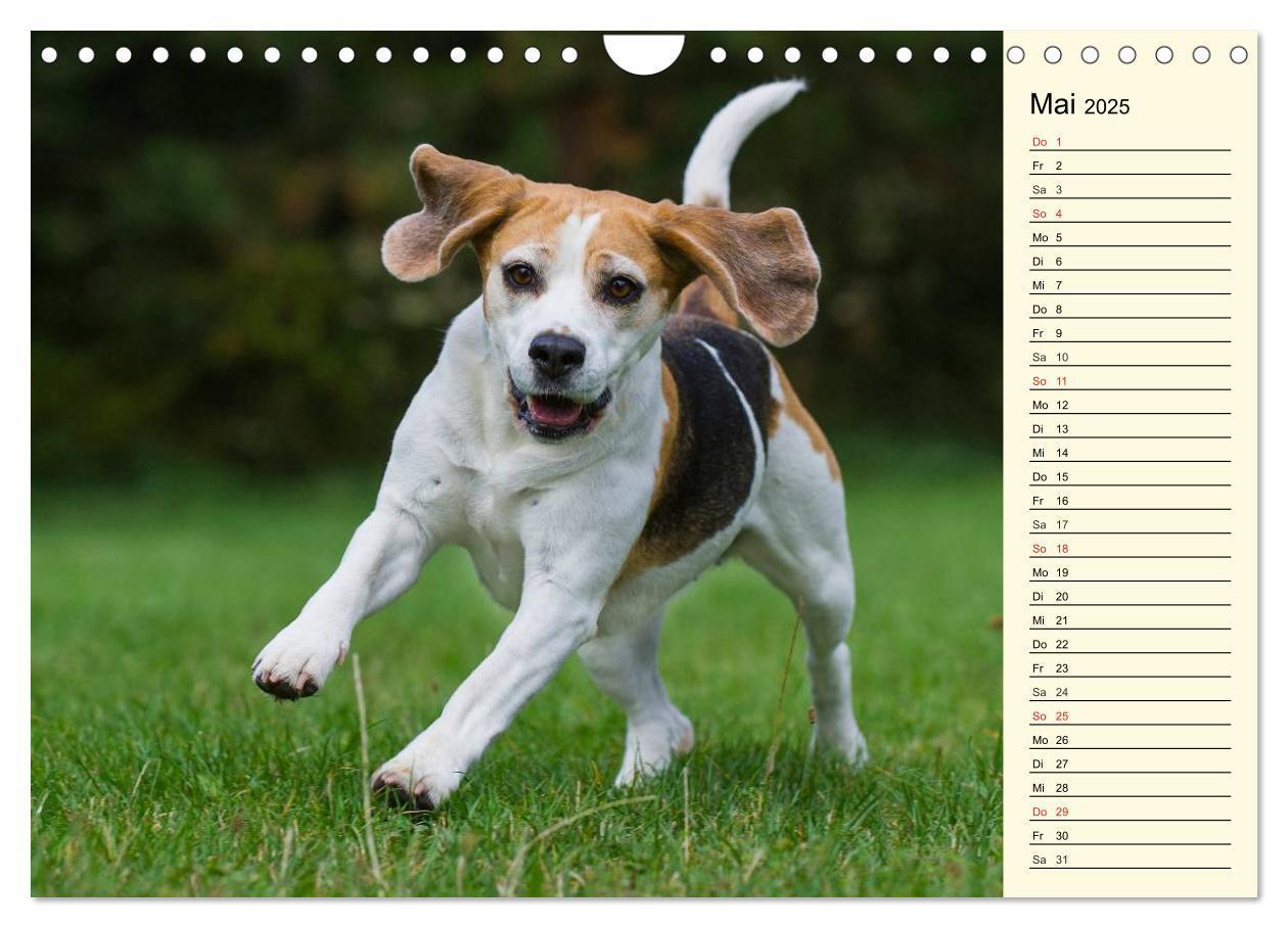 Bild: 9783435541683 | Beagle - Herz auf 4 Pfoten (Wandkalender 2025 DIN A4 quer),...