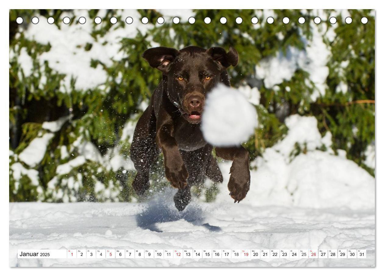 Bild: 9783435563982 | Labrador Retriever - Freunde für´s Leben (Tischkalender 2025 DIN A5...