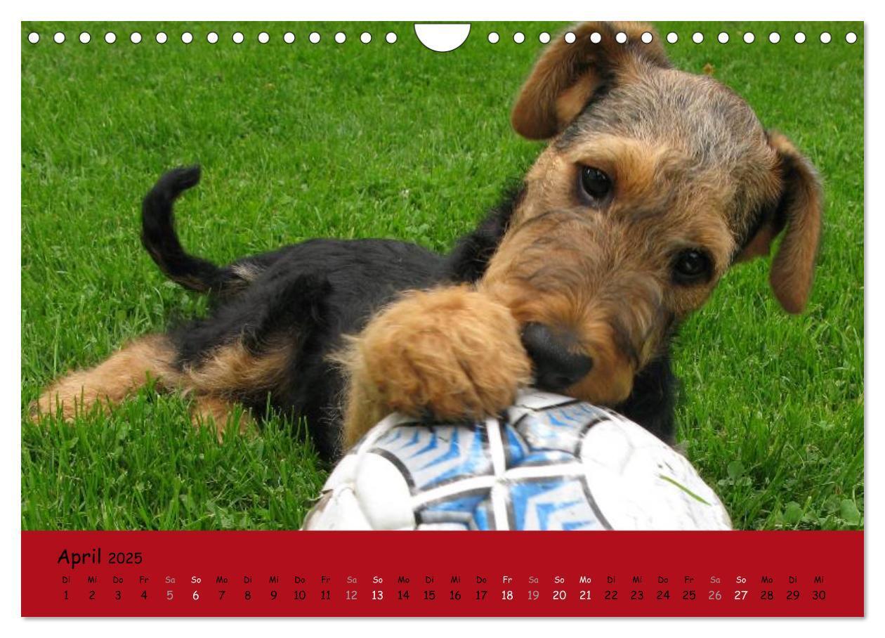 Bild: 9783435666003 | Airedale Terrier (Wandkalender 2025 DIN A4 quer), CALVENDO...