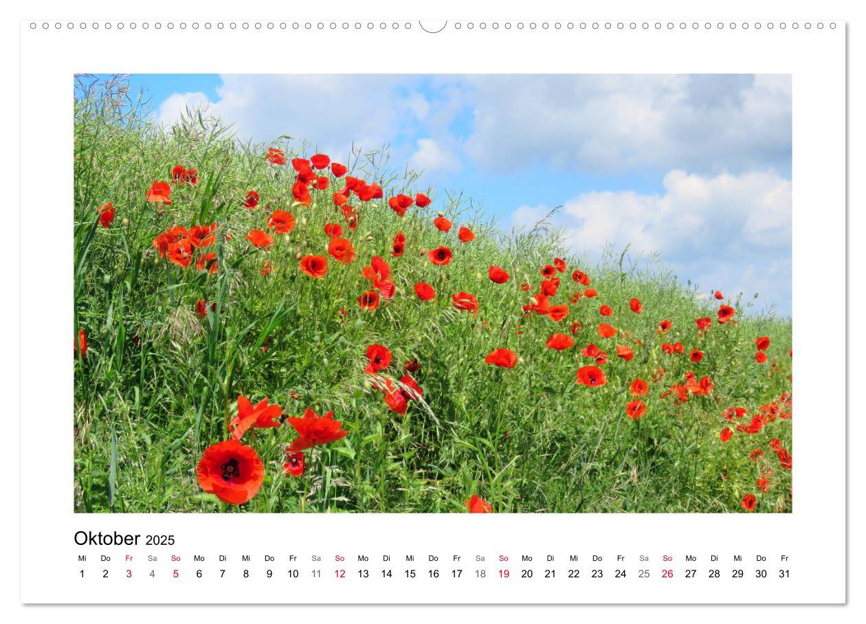 Bild: 9783435135431 | Mohn, zarte Blüten, starke Farben (Wandkalender 2025 DIN A2 quer),...