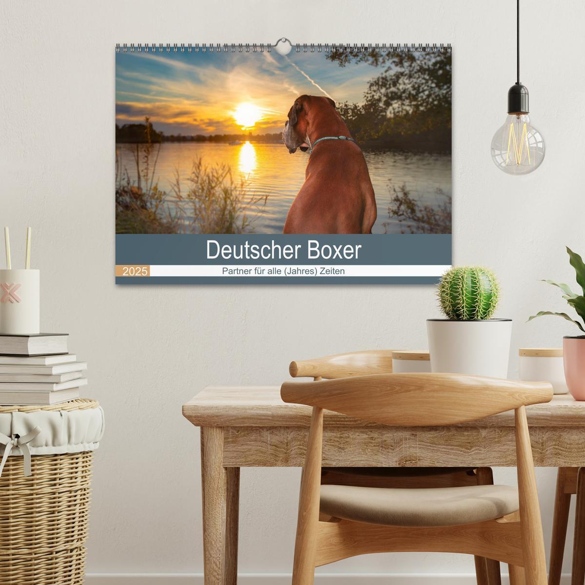 Bild: 9783435160143 | Deutscher Boxer (Wandkalender 2025 DIN A3 quer), CALVENDO...