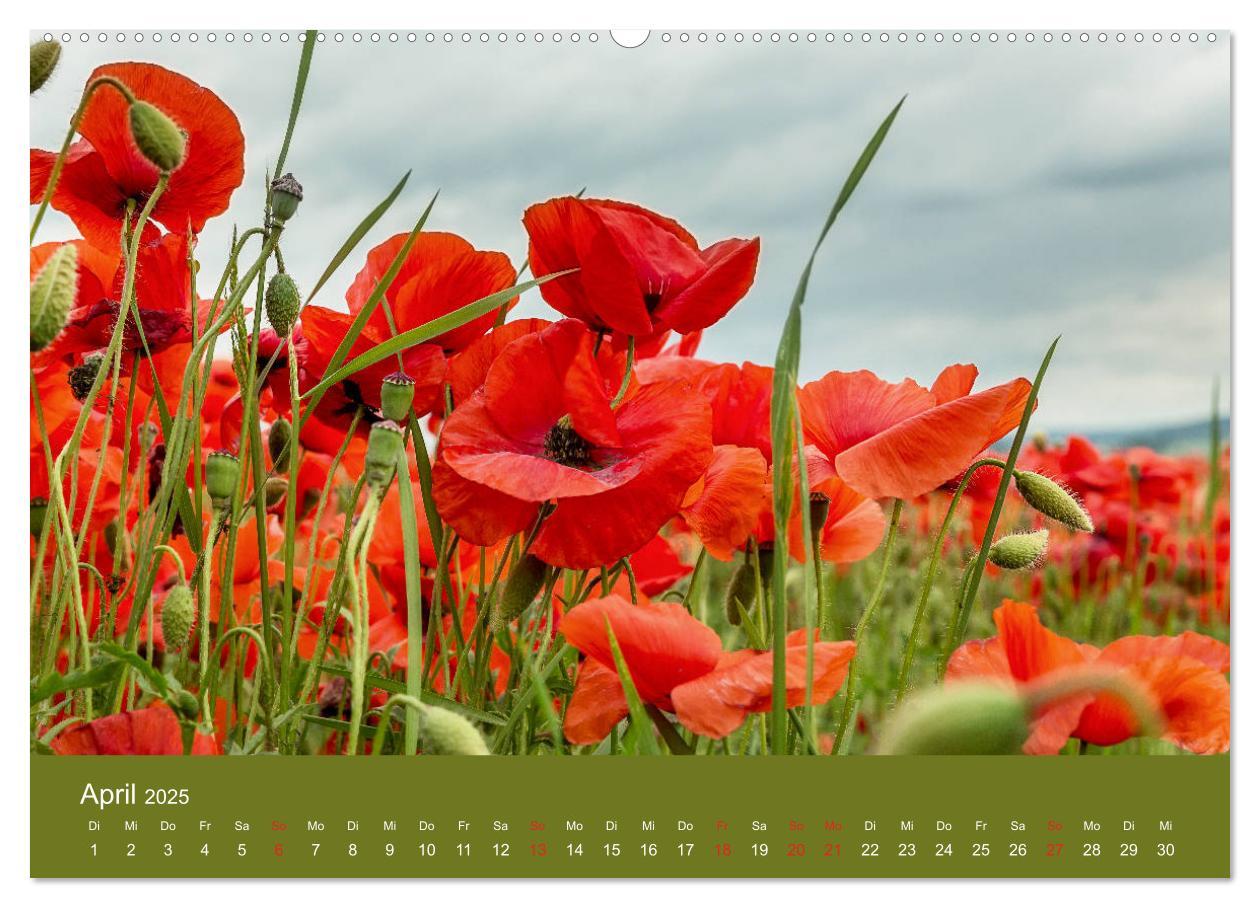 Bild: 9783435121885 | Mohnblumen Romantik (Wandkalender 2025 DIN A2 quer), CALVENDO...