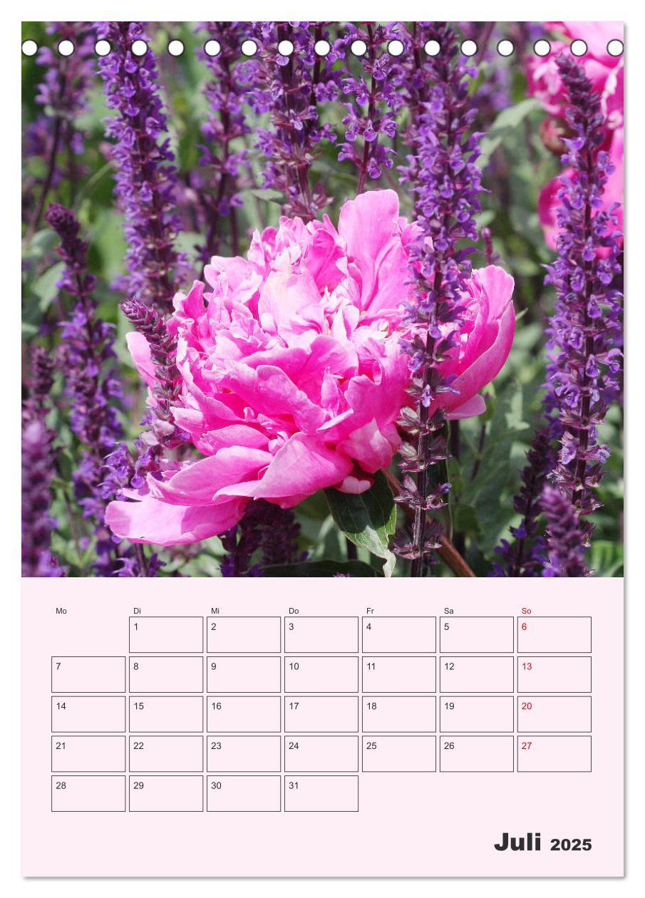 Bild: 9783435970964 | Pfingstrosen Rosen ohne Dornen (Tischkalender 2025 DIN A5 hoch),...