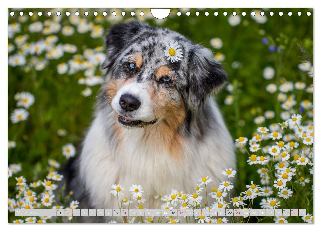 Bild: 9783435547548 | Australian Shepherd 2025 (Wandkalender 2025 DIN A4 quer), CALVENDO...