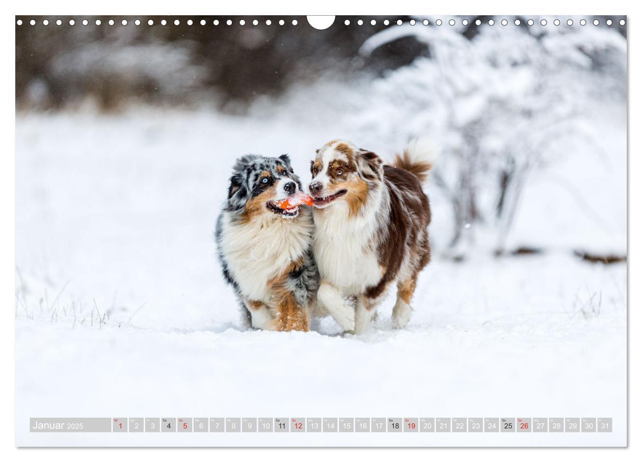 Bild: 9783435547197 | Australian Shepherd 2025 (Wandkalender 2025 DIN A3 quer), CALVENDO...