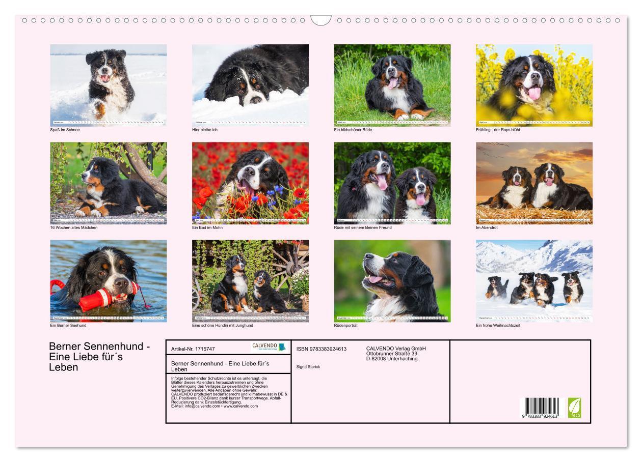 Bild: 9783383924613 | Berner Sennenhund - Eine Liebe für´s Leben (Wandkalender 2025 DIN...