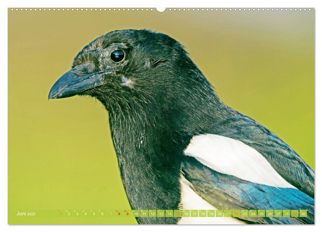 Bild: 9783383776687 | Rabenvögel: Schwarz, schlau, schön (Wandkalender 2025 DIN A2 quer),...