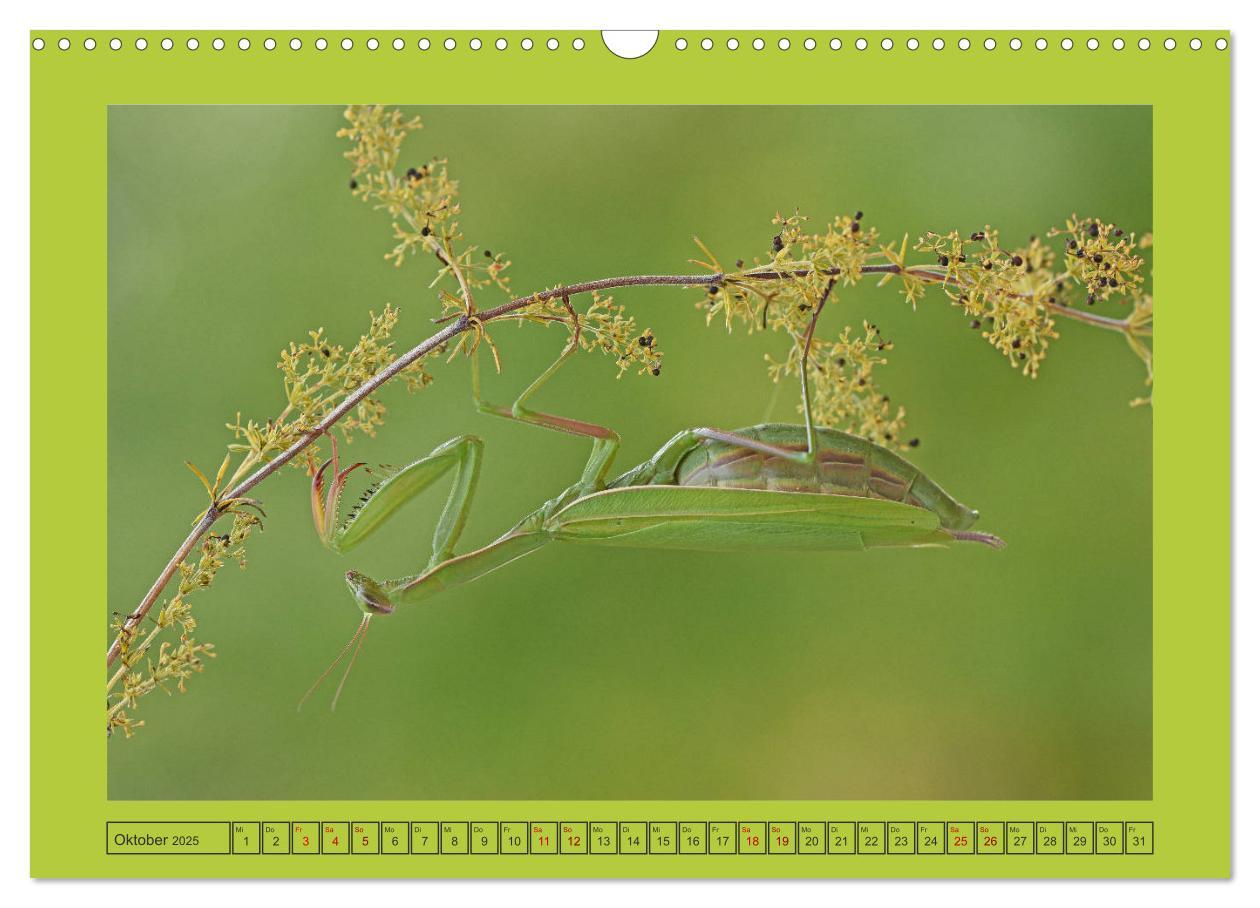 Bild: 9783435150380 | Die Gottesanbeterin Mantis Religiosa (Wandkalender 2025 DIN A3...