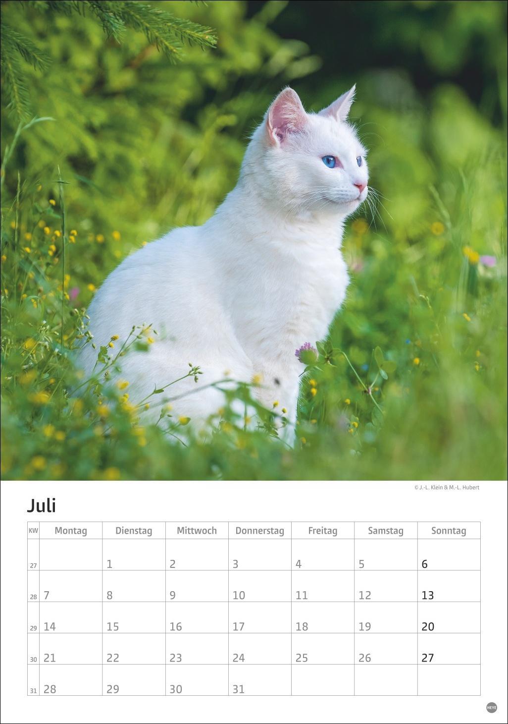 Bild: 9783756405589 | Katzen Kalender 2025 | Heye | Kalender | Spiralbindung | 13 S. | 2025